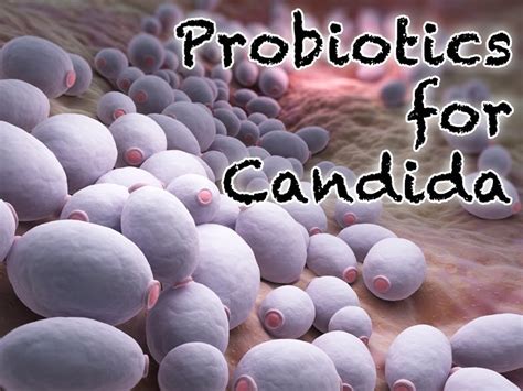 Probiotics for Candida - Healthy Focus