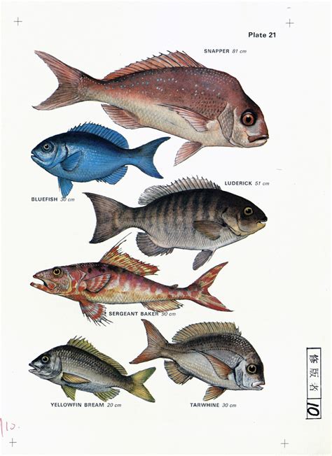 Field guide to the common sea & estuary fishes of non-tropical Australia (Plate 21) | Living ...