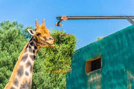 "" Bild Safari Zoo in Sa Coma