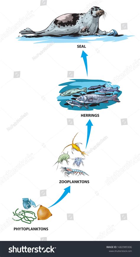 Illustrated Example Food Chain Phytoplanktons Zooplanktons Stock ...