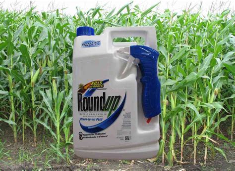 GM-free Scotland: Glyphosate and kidney disease