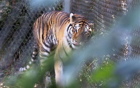 'Happy to see people returning': Zoo Boise, Babby Farms reopen with ...