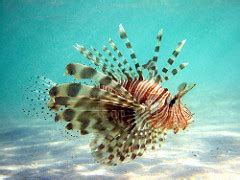 Lionfish Facts: Lesson for Kids | Study.com