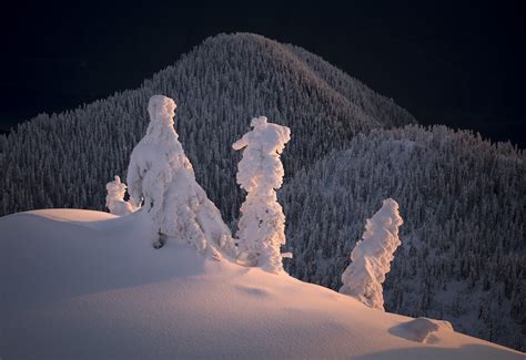 Landscape Photography Awards Trees A Crowd By Adam Gibbs - Full Image