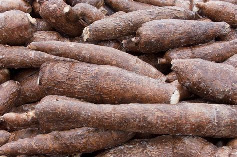 Good Quality Fresh Cassava Available – aglowinvestments