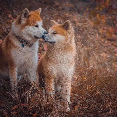 5+Akita Colors And Patterns: The Rainbow Of Choices