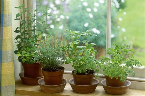 Starting an Indoor Herb Garden: Your Ultimate Guide to Green Living