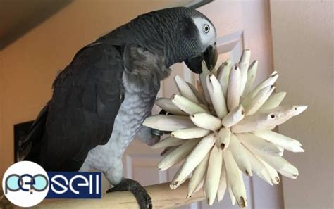 African Grey parrots for adoption | Anand free classifieds