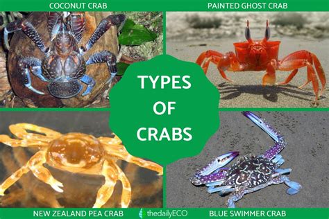 Types of Crabs - Different Crab Species With Photos