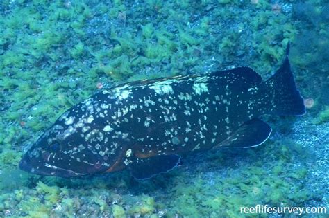 Epinephelus marginatus - Dusky Grouper | ReefLifeSurvey.com