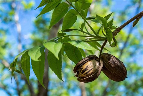 15 Native Texas Plants Accustomed to the Harsh Climate and Soil