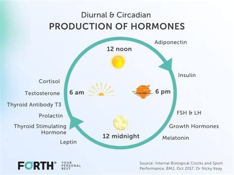 How Are Hormones Tuned Into Our Biological Clocks?