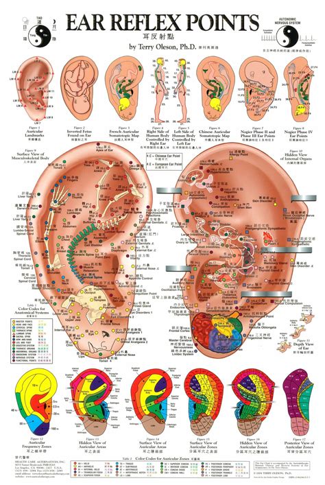 Printable Acupressure Points Chart