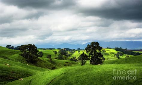 Shire landscape, Hobbiton, New Zealand Photograph by Kim Petersen - Pixels