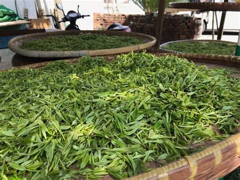 Exploring the Famous Longjing Tea Village - Travels in Asia