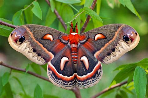 Cecropia Moth– Identification, Life Cycle, Facts & Pictures