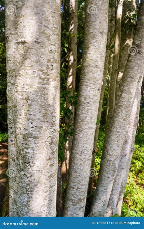 Scaly Looking Bark Of Red Alder Tree, Alnus Rubra, Vancouver Island, BC ...