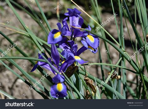 3 Orquideas Azules Images, Stock Photos & Vectors | Shutterstock