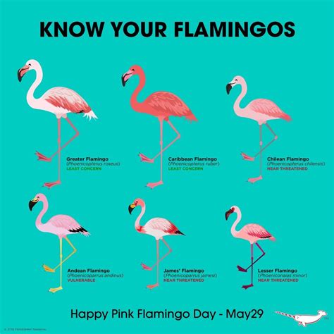 20 Flamingo fun and facts - Wow Gallery | eBaum's World