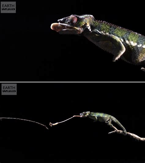 Slow-motion video shows chameleon's speedy tongue capturing prey ...