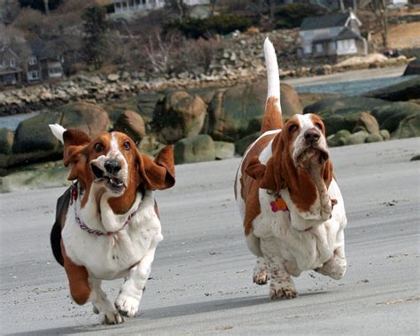 Friday Funny: Running Bassets! : Doggies.com Dog Blog