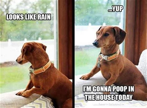 12 Hilarious Dachshund Memes Will Make Your Day