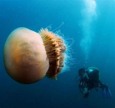 Lion's Mane Jellyfish: The World's Largest Jellyfish Ever Recorded ...