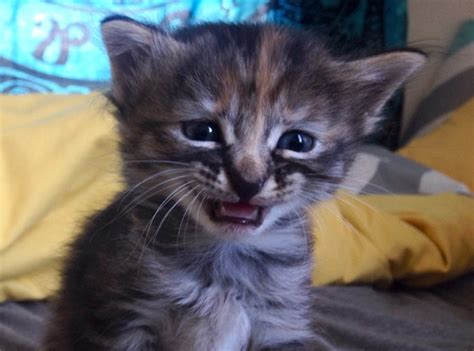 Meet Purrmanently Sad Cat, the Adorable Kitten Who Just Happens to Look ...