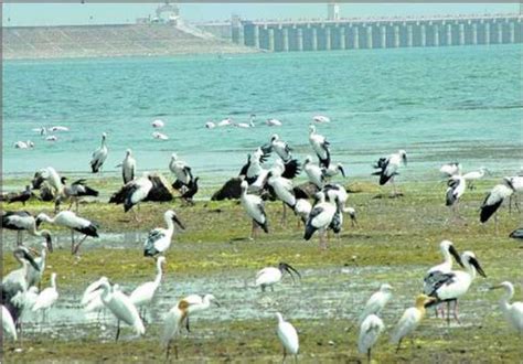 When Godavari spews venom| India Water Portal