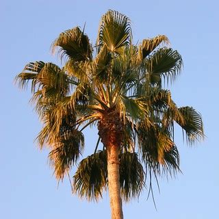 palmier / palm tree | Visalia, Ca. | OliBac | Flickr