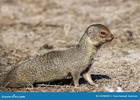 Indian Grey Mongoose in the Wildlife Areas of Pakistan Stock Image - Image of grey, iucn: 218780949