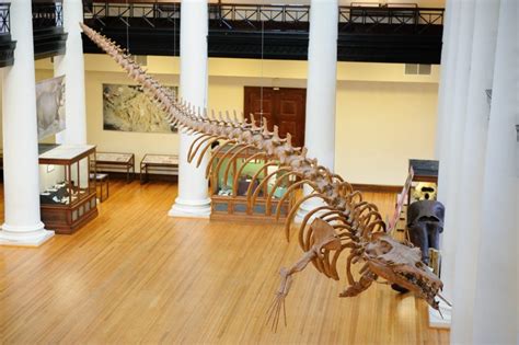 Museums' Collections Spotlight: Basilosaurus Cetoides - University of Alabama News