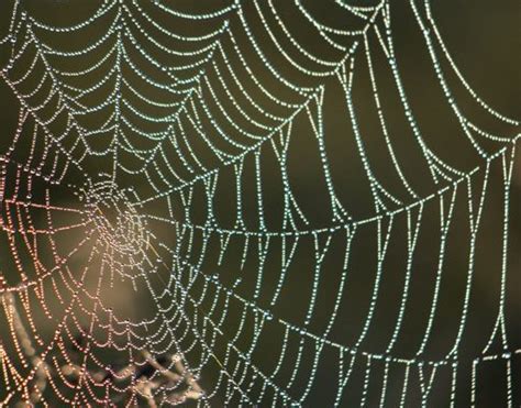 cobwebs and spiders Fairy Paintings, Charlottes Web, Cobweb, Patterns In Nature, Repeating ...