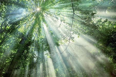 sun rays through the trees in the forest 6659241 Stock Photo at Vecteezy