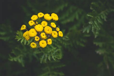 A Close-Up Shot of Tansy Flowers · Free Stock Photo