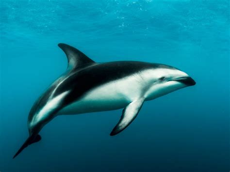 Dusky Dolphin Facts - CRITTERFACTS