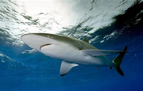 Silky Shark – "OCEAN TREASURES" Memorial Library