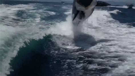 Orca GIF - Find & Share on GIPHY