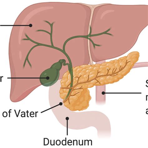 Schematic representation of the ampulla of Vater. | Download Scientific ...