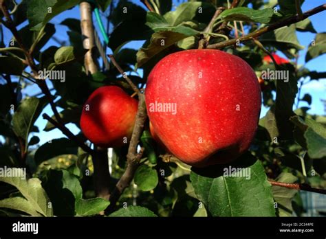 Apple orchard Stock Photo - Alamy