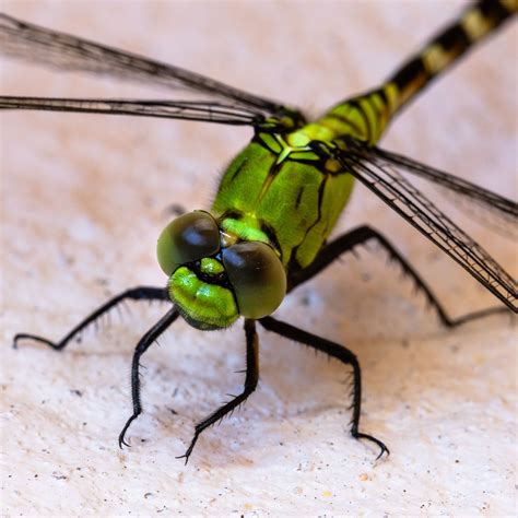 , sect, anisoptera, animal, dragonfly in 2020 | Dragonfly, Animals ...