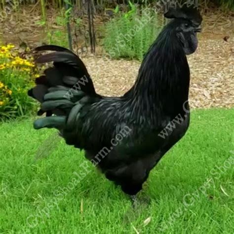 Ayam Cemani Breeding Show Quality Poultry For Sale | Gypsy Shoals Farm