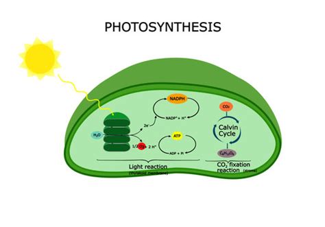 Chloroplast Diagram Labeled Photosynthesis - bmp-source