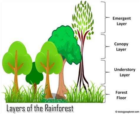 Layers of the rainforest | Rainforest animals, Rainforest, Tropical animals