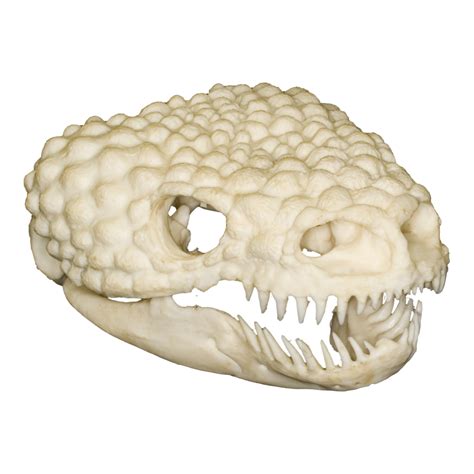 Replica Gila Monster Skull – Skulls Unlimited International, Inc.