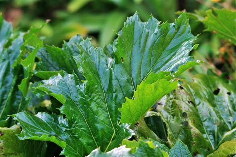 Large Leaf Of Wild Rhubarb Free Stock Photo - Public Domain Pictures