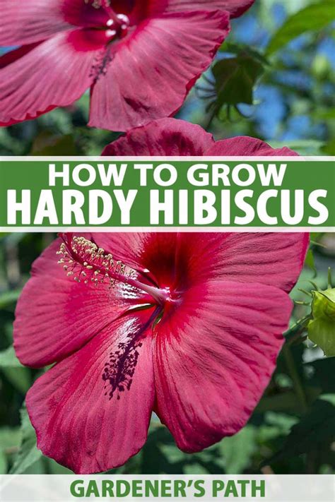 How to Grow and Care for Hardy Hibiscus Flowers