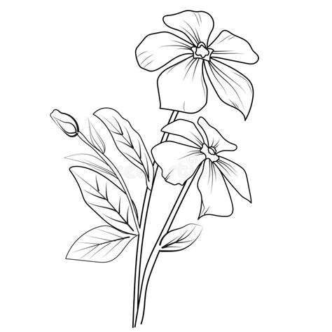 Simple Periwinkle Flower Drawing, Pencil Sketch Sada Bahar Flower Drawing, Outline Periwinkle ...
