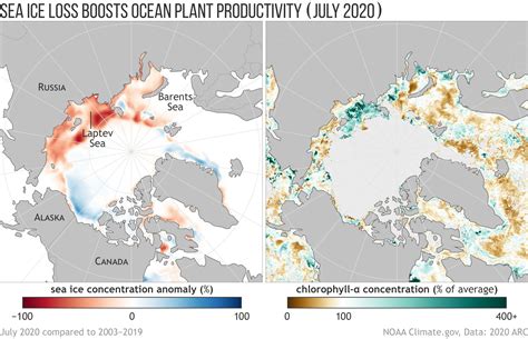 Sea ice withers while phytoplankton blooms in the Arctic | NOAA Climate.gov