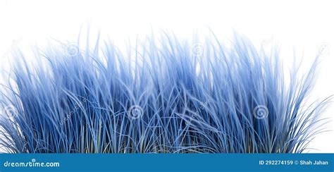 Blue Fescue Grass Border Isolated On White Background Royalty-Free ...